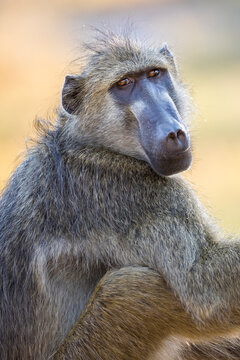 Close up of wild Chacma baboon