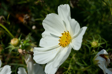 Obraz premium flor blanca 