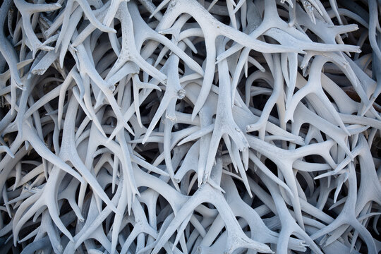 Overhead view of elk antlers in National Bison Range