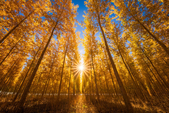 Scenic view of Boardman Tree Farm during autumn