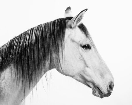 Close up of horse