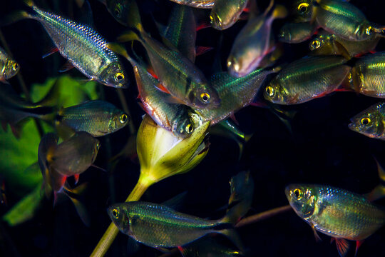 Close up of Mexican tetra fish eating water plant