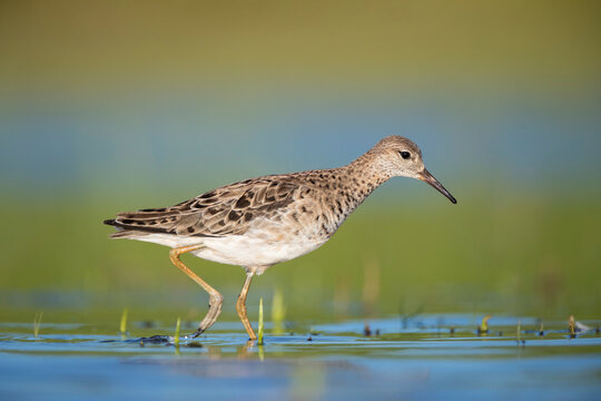 Close up of Ruff walking in shallow water
