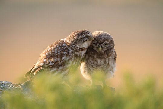 Little owl preening owlet