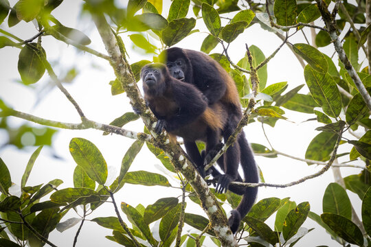 Portrait of mantled howler monkeys mating on tree