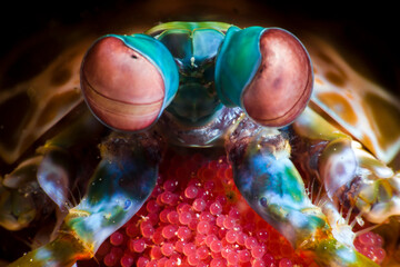 Close up of mantis shrimp guarding her eggs