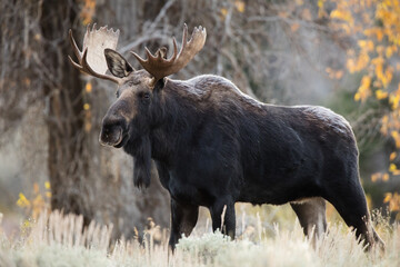 Reindeer standing in forest