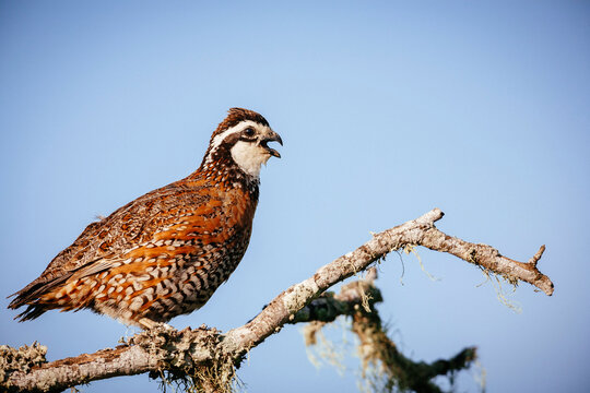Close up of Northern bobwhite