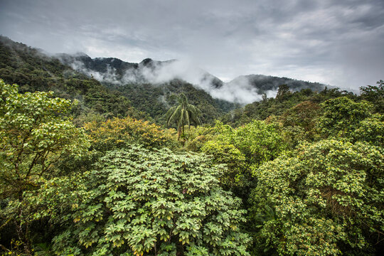 View of cloud forest against cloudy sky