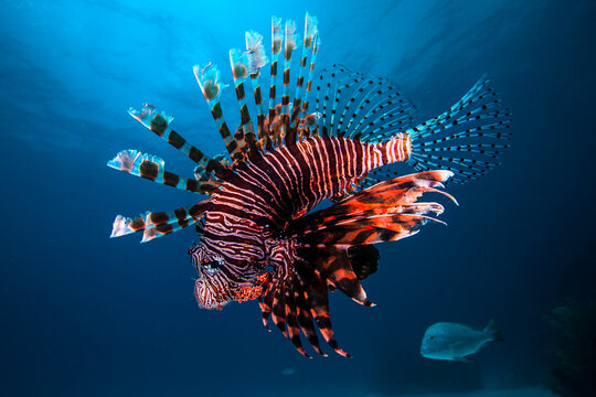 Lionfish at Posa Rica dive site