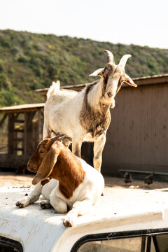 Goats in barnyard