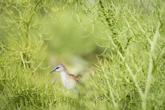 Close up of yellow breasted crake