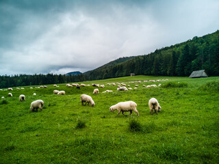 Fototapeta na wymiar Sheep grazing - Zakopane - Tatry - Tatra Mountains