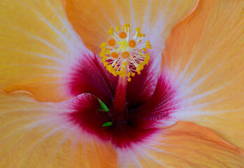 Close up of hibiscus flower