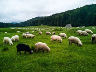 Obraz premium Sheep grazing - Zakopane - Tatry - Tatra Mountains
