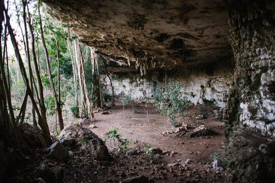 View of cave in forest