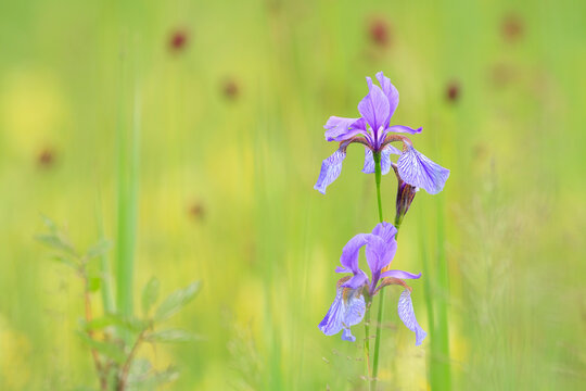 Close up of Siberian iris plant