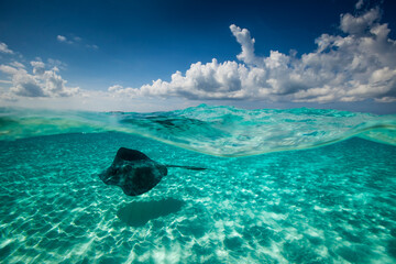 Southern stingray fish swimming in George Town