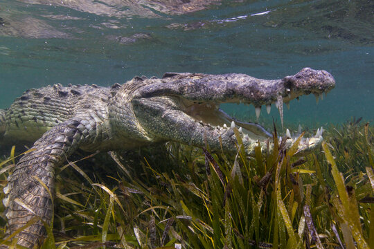 American crocodile swimming in sea
