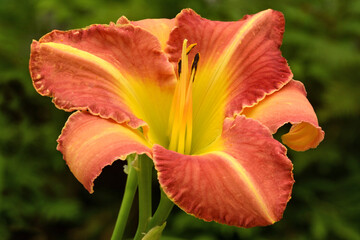 Closeup of colorful vibrant orange and yellow daylily blossom with yellow mid-rib running along center of petals.