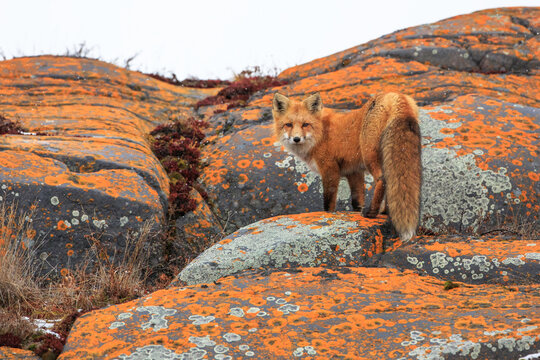 Fox standing on rocks
