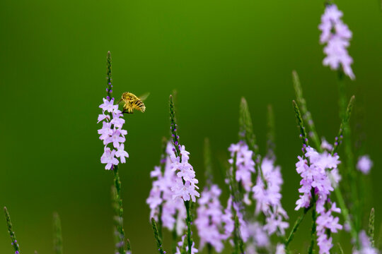 Hoverfly pollinating spring flower