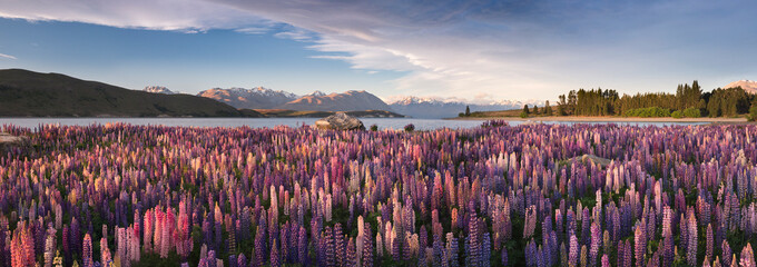 Scenic view of Russell lupines field along Lake Tekapo