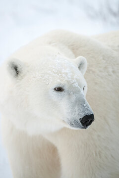 Close up of polar bear