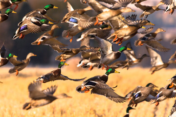 Mallards taking off in Montana's Bitterroot Valley