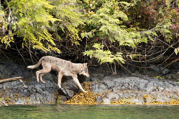 Wolf walking by Clayoquot Sound