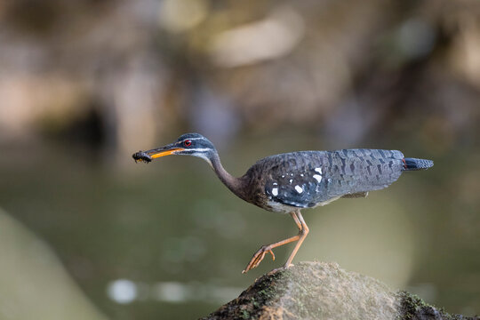 Close up of sunbittern with insect in beak