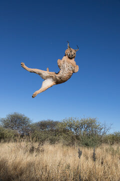 Caracal cat jumping in air