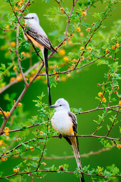 Close up of Scissor tailed flycatcher perch on huisache tree