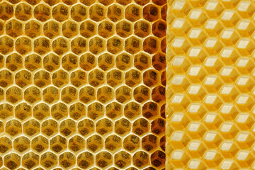 Close-up of Golden wax honeycombs on a beehive frame. The concept of beekeeping