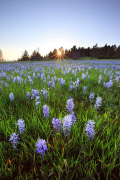 Camas flowers at Continental Divide