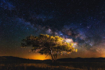 Scenic view of milky way over tree in field