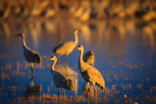 Sandhill cranes in Bosque del Apache National Wildlife Refuge during sunset