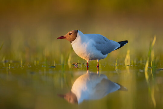 Close up of black headed gull