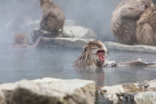 Snow monkeys in hot spring