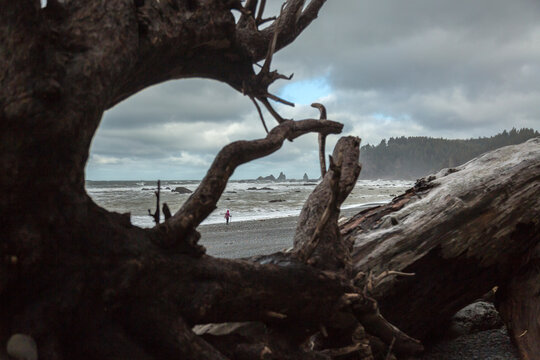 Woman beachcombing along Rialto Beach in Olympic National Park, Washington