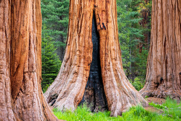 Giant sequoias in Sequoia National Park