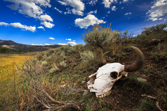 Bison skull along banks of Lamar River in Yellowstone National Park