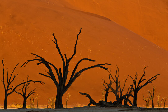 View of orange dunes and silhouetted dead trees