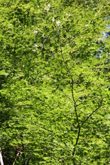 Obraz premium 鮮やかな緑色のカエデ