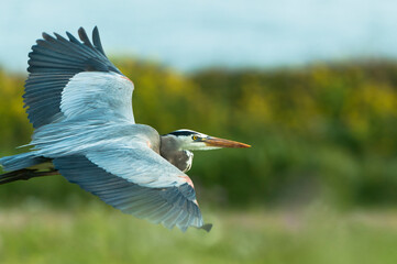 Close up of great blue heron flying mid air