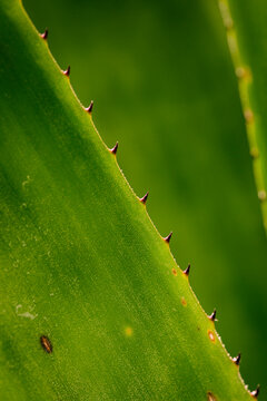 Close Up Of Green Leaf