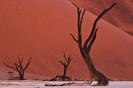 View of dead acacia tree in clay pan against mountain