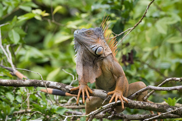 Close up of green iguana perching on tree