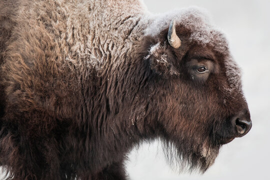 Close up of bison