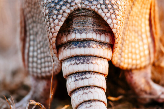 Close up of armadillo